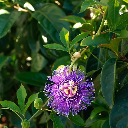 Il Giardino Di Circe - Отель типа 