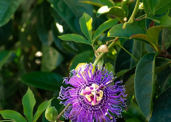 Il Giardino Di Circe - לינה וארוחת בוקר